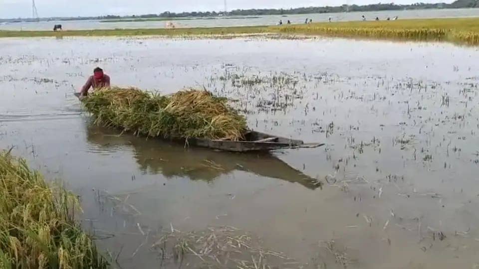 উজানের ঢলে তলিয়ে যাচ্ছে ধানক্ষেত, সুনামগঞ্জে কৃষকের হাহাকার