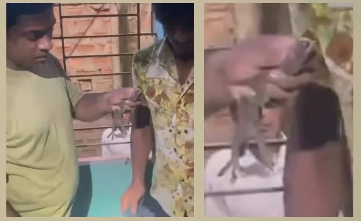 শ্রীমঙ্গলে লোকালয় থেকে তক্ষক উদ্ধার