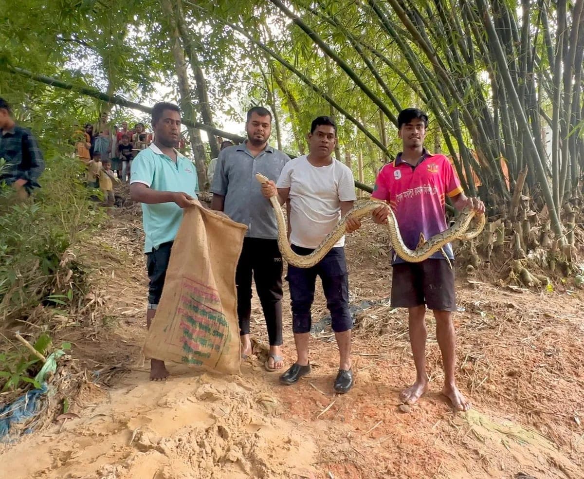 শ্রীমঙ্গলে চা বাগানের হাসপাতাল এলাকা থেকে ১২ ফুট লম্বা অজগর উদ্ধার