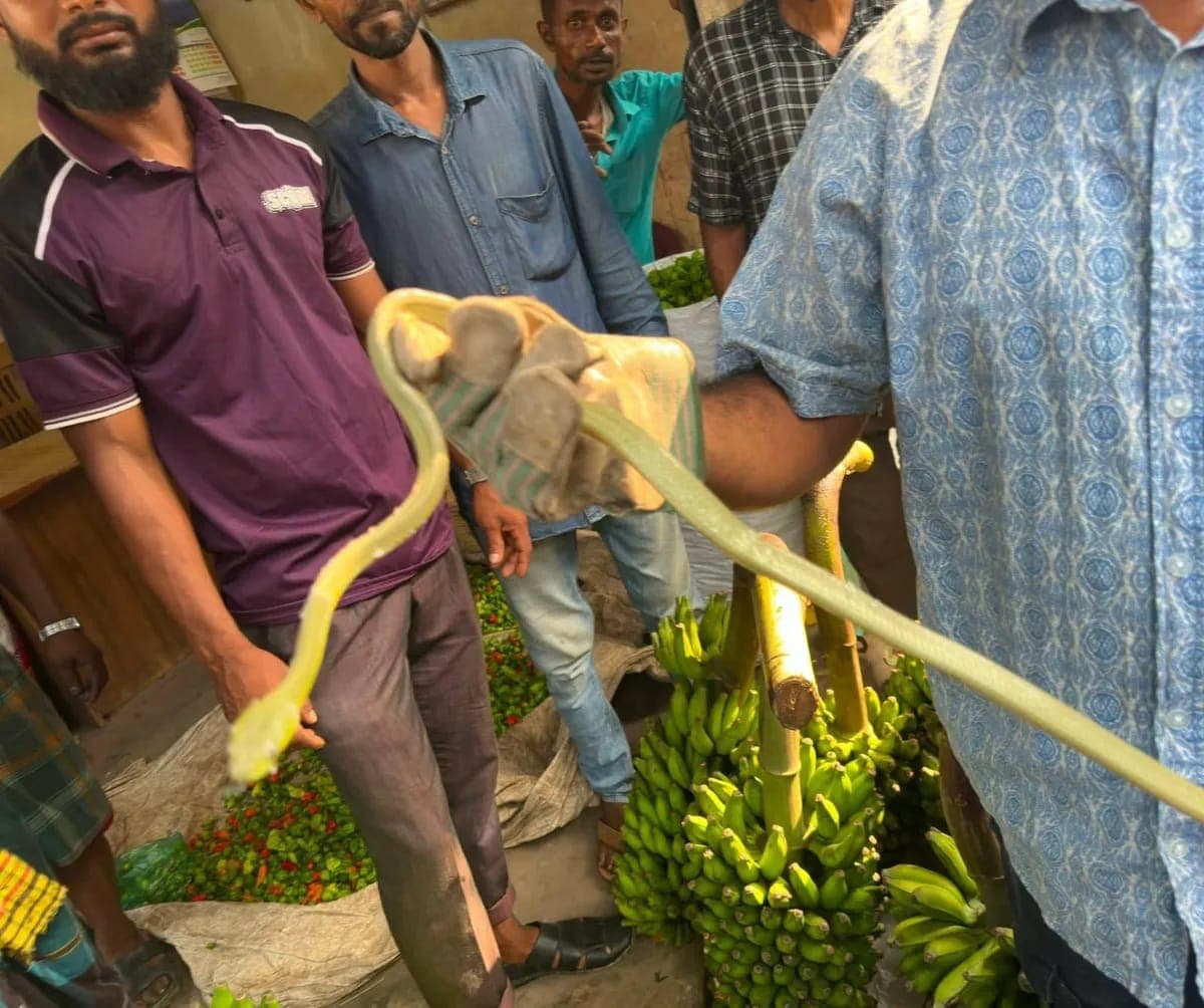 কলার ছড়ির ভেতর মিলল সবুজ ফণীমনসা সাপ, বাজারে আতঙ্ক